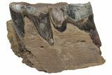 Woolly Rhino (Coelodonta) Mandible Section - Russia #210658-1